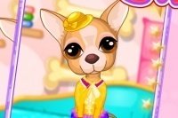 Chihuahua Versorgen Chihuahua Versorgen