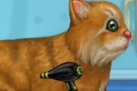 Katze Pflegen Katze Pflegen