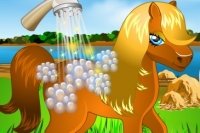 Pony Waschen Pony Waschen