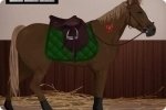 Traumpferd Traumpferd